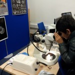 Discovering the world under the microscope